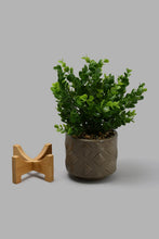 Load image into Gallery viewer, Redtag-Brown-Artificial-Plant-in-Ceramic-Pot-with-Stand-Artificial-Plants-Home-Decor-