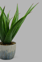 تنزيل الصورة على معرض الصور، Redtag-Artificial-Plant-In-White-Ceramic-Pot-Category:Plants-&-Flowers,-Colour:White,-Filter:Home-Decor,-HARMONY,-HMW-HOM-Decorative-Accessories,-New-In,-New-In-HMW-HOM,-Non-Sale,-S22C,-Section:Homewares-Home-Decor-