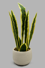 تنزيل الصورة على معرض الصور، Redtag-Artificial-Snake-Plant-In-White-Stripe-Ceramic-Pot-Category:Plants-&-Flowers,-Colour:White,-Filter:Home-Decor,-HARMONY,-HMW-HOM-Decorative-Accessories,-New-In,-New-In-HMW-HOM,-Non-Sale,-S22C,-Section:Homewares-Home-Decor-