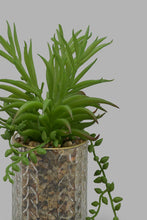 Load image into Gallery viewer, Redtag-Green-Creepers-In-Clear-Glass-Pot-Category:Plants-&-Flowers,-Colour:Green,-Filter:Home-Decor,-HMW-HOM-Decorative-Accessories,-New-In,-New-In-HMW-HOM,-Non-Sale,-Section:Homewares,-W22O-Home-Decor-