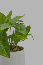 تنزيل الصورة على معرض الصور، Redtag-Artificial-Plant-In-White-Ceramic-Pot-Category:Plants-&-Flowers,-Colour:Green,-Filter:Home-Decor,-HMW-HOM-Decorative-Accessories,-New-In,-New-In-HMW-HOM,-Non-Sale,-Section:Homewares,-W22O-Home-Decor-