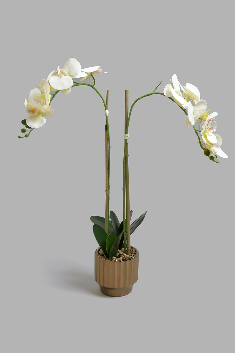 Redtag-White-Artificial-Orchid-in-Ceramic-Gold-Vase-Colour:Gold,-Filter:Home-Decor,-HMW-HOM-Plants-&-Flowers,-New-In,-New-In-HMW-HOM,-Non-Sale,-Section:Homewares,-W21B-Home-Decor-