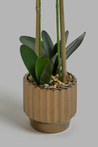 Redtag-White-Artificial-Orchid-in-Ceramic-Gold-Vase-Colour:Gold,-Filter:Home-Decor,-HMW-HOM-Plants-&-Flowers,-New-In,-New-In-HMW-HOM,-Non-Sale,-Section:Homewares,-W21B-Home-Decor-