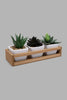 Redtag-White-Set-of-3-Artificial-Succulent-(Gift-Set)-Gift-Sets-Home-Decor-