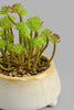 Redtag-White-Ceramic-Pot-With-Artificial-Succulent-Artificial-Plants-Home-Decor-