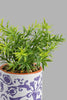 Redtag-White-Ceramic-Pot-With-Artificial-Succulent-Artificial-Plants-Home-Decor-