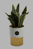 Redtag-Gold-Artificial-Plant-in-Ceramic-Pot-Artificial-Plants-Home-Decor-