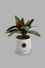 Load image into Gallery viewer, Redtag-White-Artificial-Plant-In-Ceramic-Pot-Artificial-Plants-Home-Decor-
