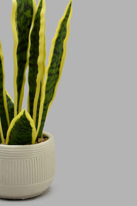 Redtag-Artificial-Snake-Plant-In-White-Stripe-Ceramic-Pot-Category:Plants-&-Flowers,-Colour:White,-Filter:Home-Decor,-HARMONY,-HMW-HOM-Decorative-Accessories,-New-In,-New-In-HMW-HOM,-Non-Sale,-S22C,-Section:Homewares-Home-Decor-