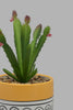 Redtag-Artificial-Cactus-In-Ceramic-Pot-Category:Plants-&-Flowers,-Colour:Multicolour,-Filter:Home-Decor,-HMW-HOM-Decorative-Accessories,-New-In,-New-In-HMW-HOM,-Non-Sale,-Section:Homewares,-W22O-Home-Decor-