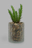 Redtag-Artificial-Succulent-In-Clear-Glass-Pot-Category:Plants-&-Flowers,-Colour:Multicolour,-Filter:Home-Decor,-HMW-HOM-Decorative-Accessories,-New-In,-New-In-HMW-HOM,-Non-Sale,-Section:Homewares,-W22O-Home-Decor-