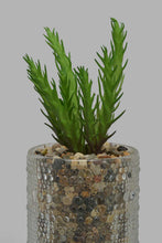 Load image into Gallery viewer, Redtag-Artificial-Succulent-In-Clear-Glass-Pot-Category:Plants-&amp;-Flowers,-Colour:Multicolour,-Filter:Home-Decor,-HMW-HOM-Decorative-Accessories,-New-In,-New-In-HMW-HOM,-Non-Sale,-Section:Homewares,-W22O-Home-Decor-

