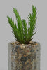 Redtag-Artificial-Succulent-In-Clear-Glass-Pot-Category:Plants-&-Flowers,-Colour:Multicolour,-Filter:Home-Decor,-HMW-HOM-Decorative-Accessories,-New-In,-New-In-HMW-HOM,-Non-Sale,-Section:Homewares,-W22O-Home-Decor-