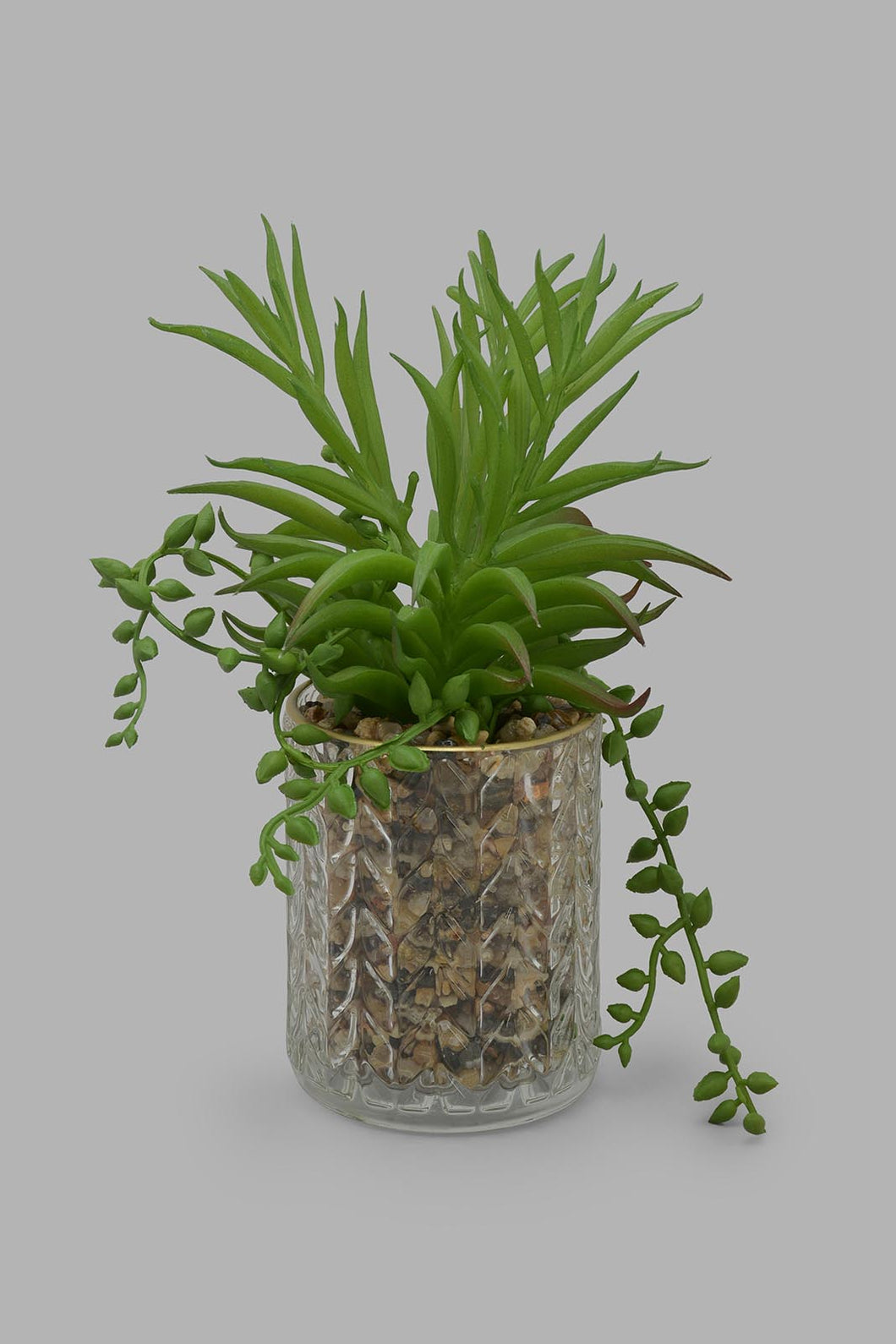 Redtag-Green-Creepers-In-Clear-Glass-Pot-Category:Plants-&-Flowers,-Colour:Green,-Filter:Home-Decor,-HMW-HOM-Decorative-Accessories,-New-In,-New-In-HMW-HOM,-Non-Sale,-Section:Homewares,-W22O-Home-Decor-