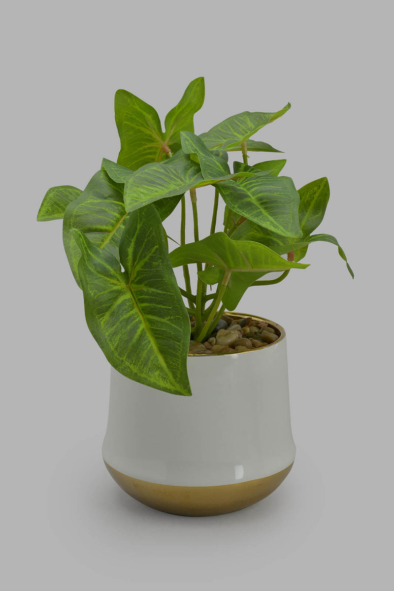 Redtag-Artificial-Plant-In-White-Ceramic-Pot-Category:Plants-&-Flowers,-Colour:Green,-Filter:Home-Decor,-HMW-HOM-Decorative-Accessories,-New-In,-New-In-HMW-HOM,-Non-Sale,-Section:Homewares,-W22O-Home-Decor-